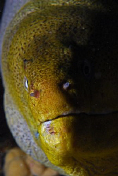 Nikon D80, 60mm lens by Andy Kutsch 